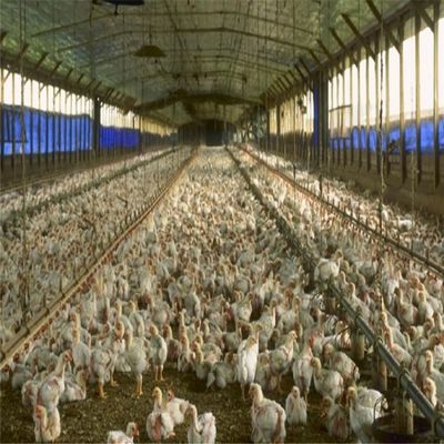 โครงสร้างสแตนเลส Precast โครงสร้างพื้นที่โครงสร้างฟาร์มไก่