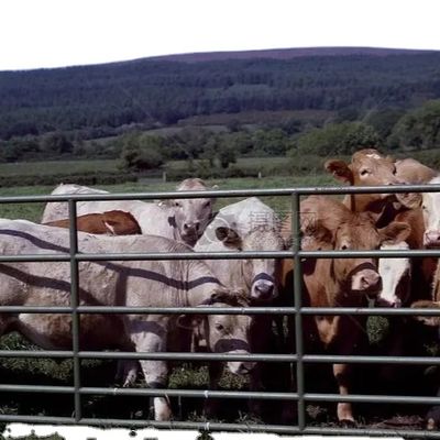 โรงเรือนไก่โครงสร้างเหล็กแบบกำหนดเอง พร้อมติดตั้งรวดเร็ว