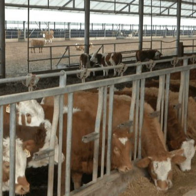 โรงเรือนไก่โครงสร้างเหล็กแบบกำหนดเอง พร้อมติดตั้งรวดเร็ว