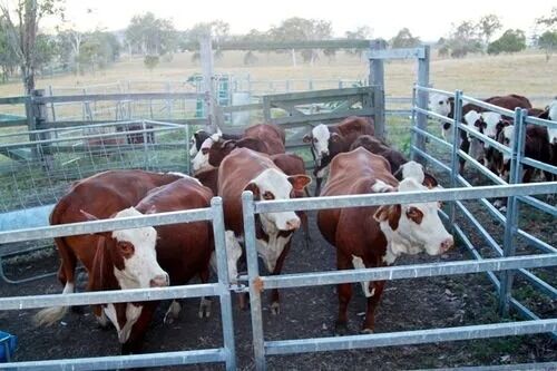 โครงสร้างสเปซเหล็กเคลือบผงที่มีความทนทานต่อแผ่นดินไหวสูงและเหมาะสําหรับโครงการพื้นฐานขนาดใหญ่